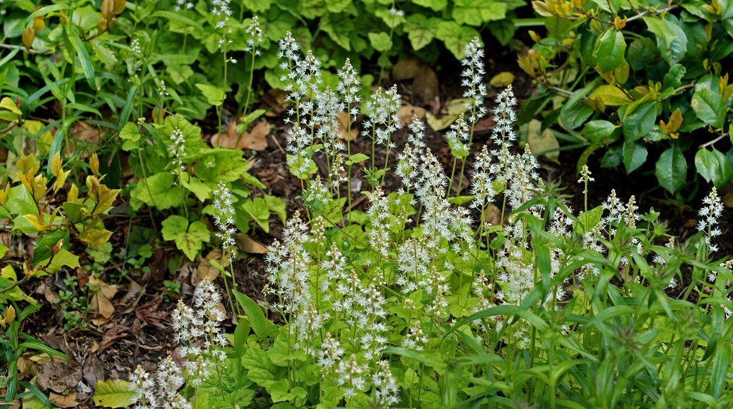 นอร์ทริเวอร์เดล