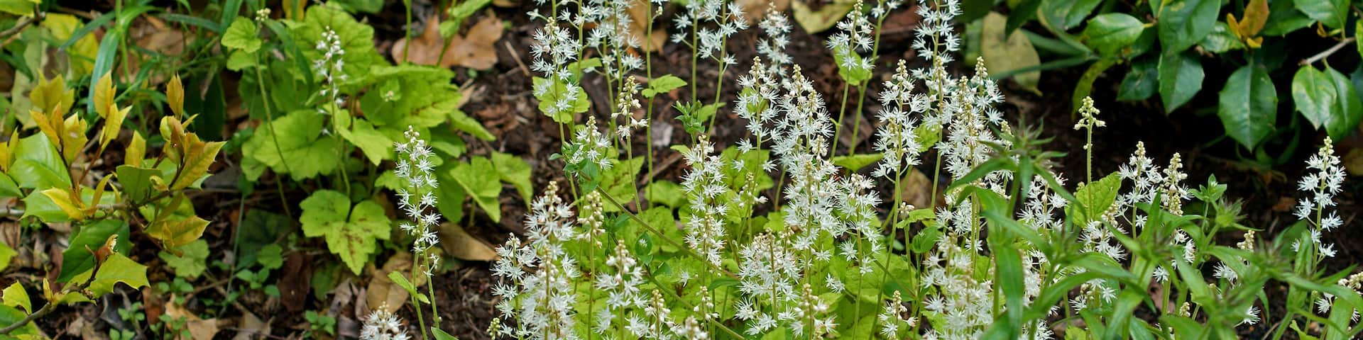 .Tiarella cordifolia, species of flowering plant in saxifrage family, native to North America