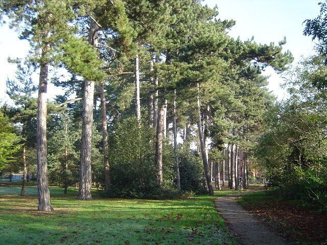 Pinner Memorial Park. A fine stand of pine trees.