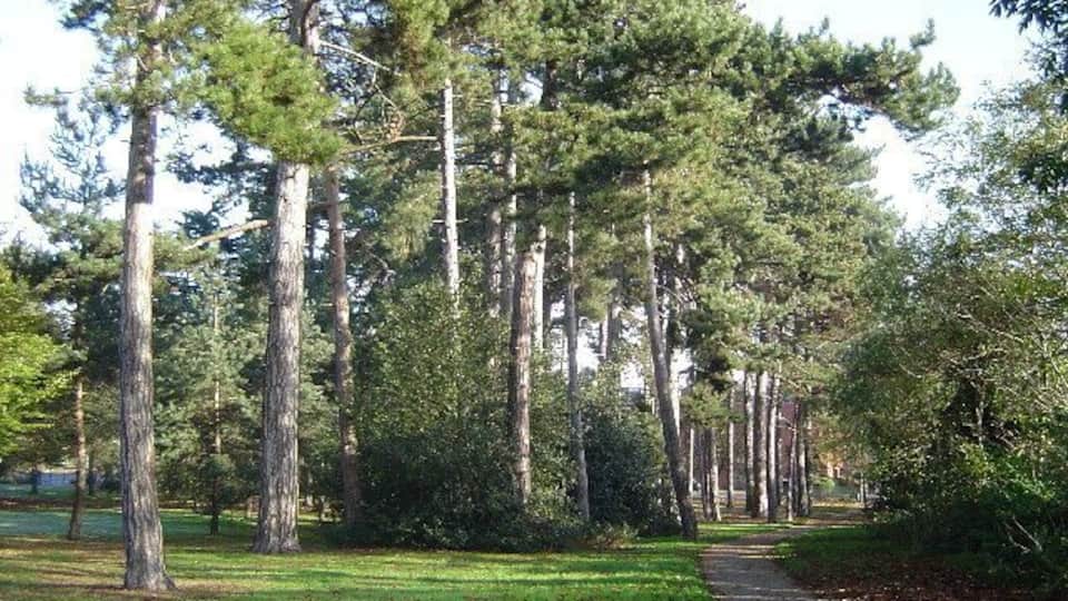 Pinner Memorial Park. A fine stand of pine trees.