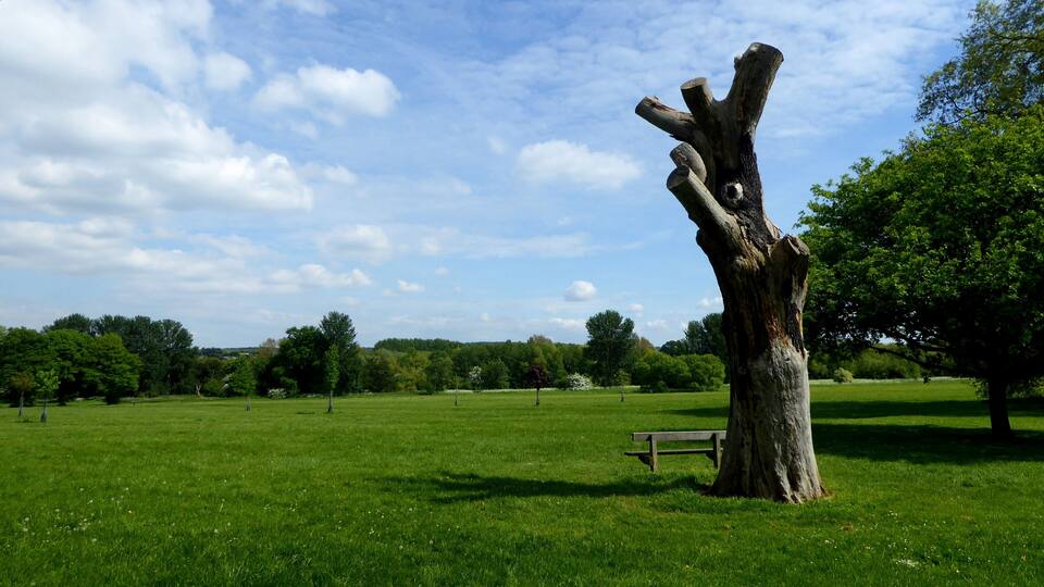 A dead tree in a field at Foots Cray Meadows, London Borough of Bexley.