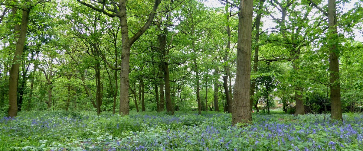 Bluebell woods at Foots Cray Meadows in the London Borough of Bexley.