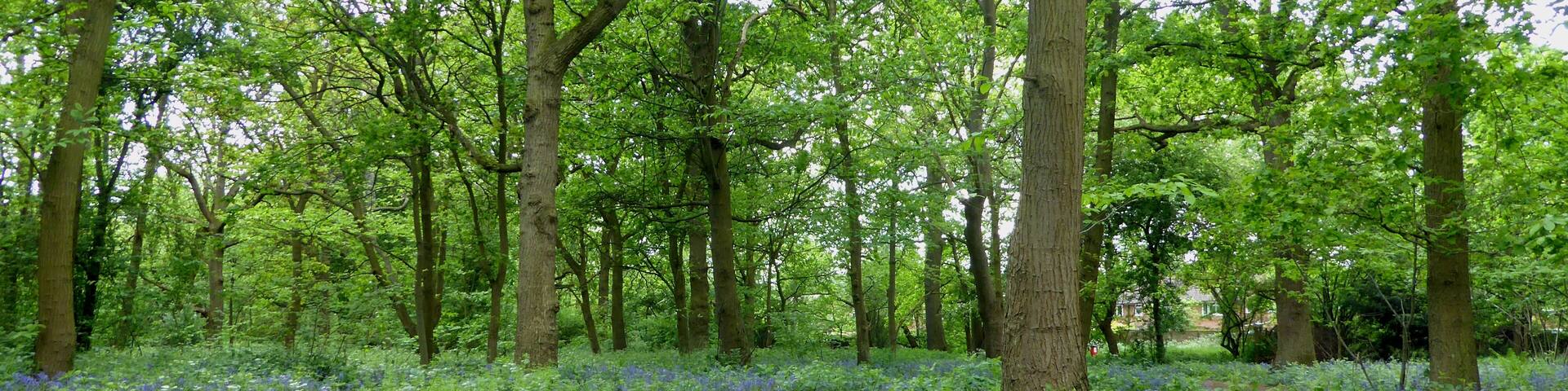 Bluebell woods at Foots Cray Meadows in the London Borough of Bexley.