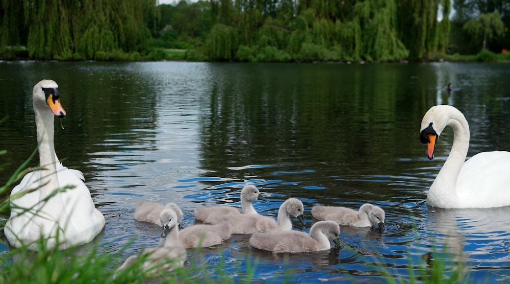 Foots Cray Meadows.
Just upstream of the 18th century Five Arches bridge the river Cray broadens into a lake. Originally part of the Footscray Palace estate the area is now a nature reserve.
Nearest station: Albany Park.