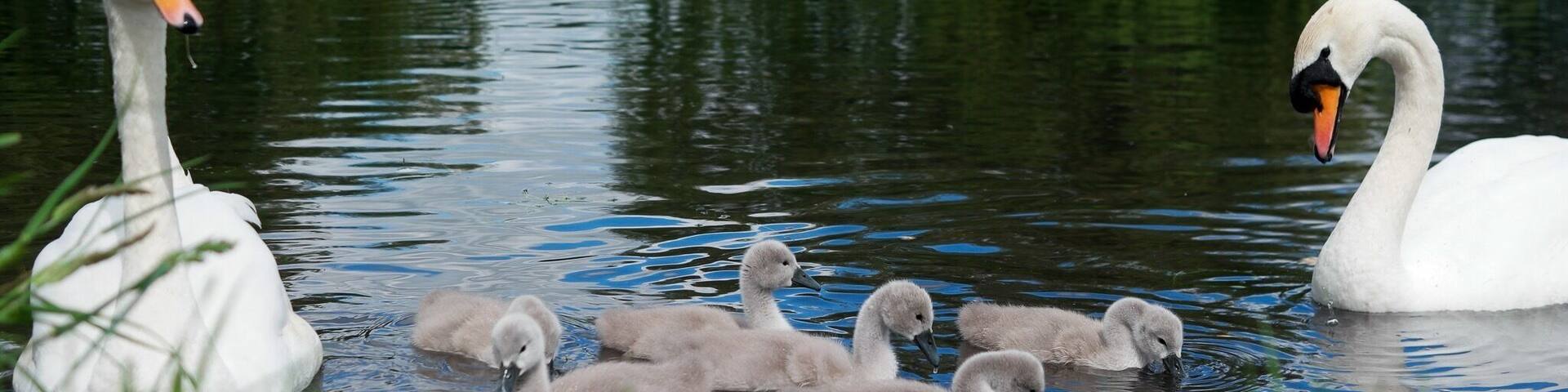 Foots Cray Meadows.
Just upstream of the 18th century Five Arches bridge the river Cray broadens into a lake. Originally part of the Footscray Palace estate the area is now a nature reserve.
Nearest station: Albany Park.