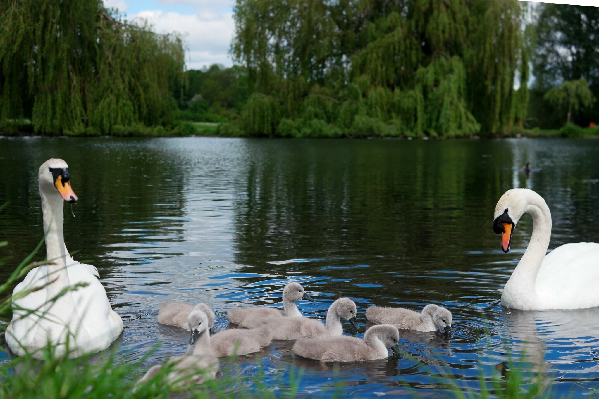 A swan with cygnets swimming in a calm river surrounded by willow trees.