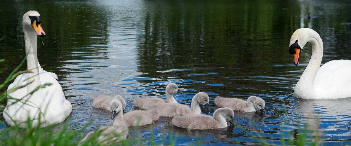 A swan with cygnets swimming in a calm river surrounded by willow trees.