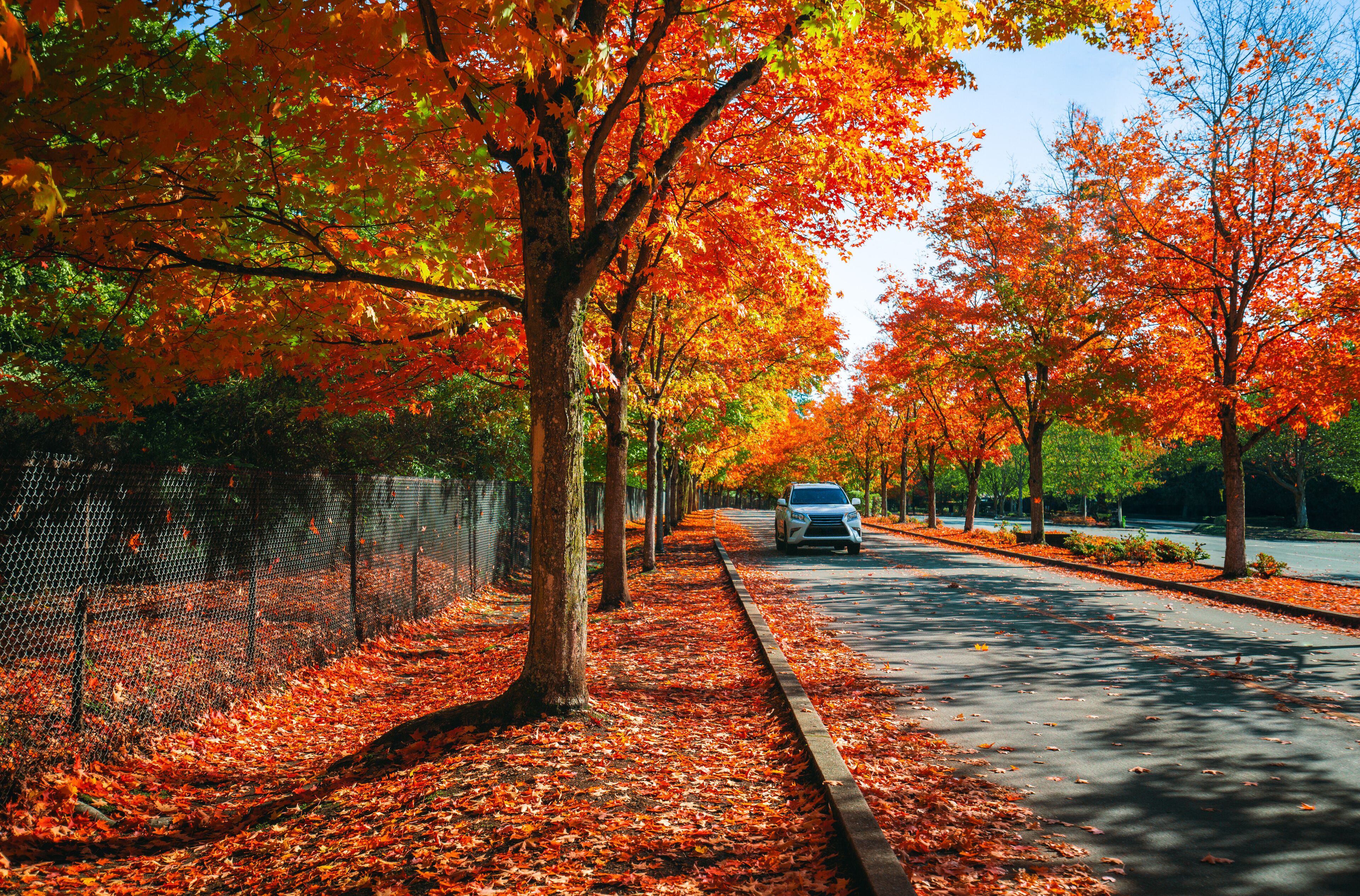 Car driving on the road in the park in autumn season. Nature adventure in colorful fall park. Autumn colors bring trees to life. Gene Coulon Park in Renton, Washington State, USA. 