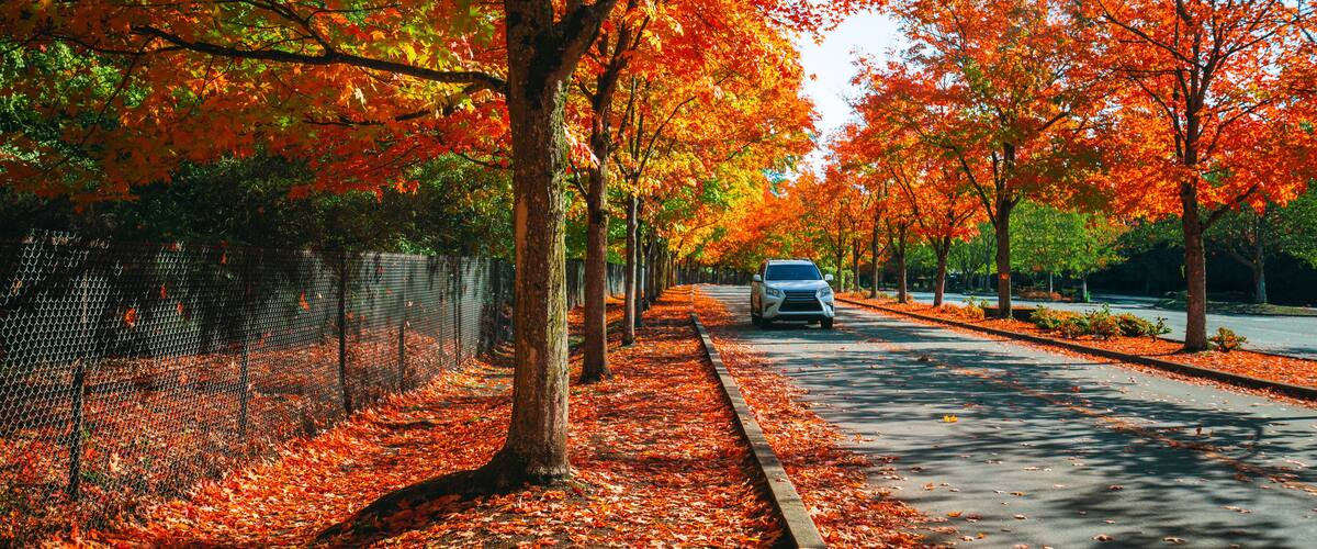 Car driving on the road in the park in autumn season. Nature adventure in colorful fall park. Autumn colors bring trees to life. Gene Coulon Park in Renton, Washington State, USA.