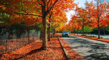 Car driving on the road in the park in autumn season. Nature adventure in colorful fall park. Autumn colors bring trees to life. Gene Coulon Park in Renton, Washington State, USA.