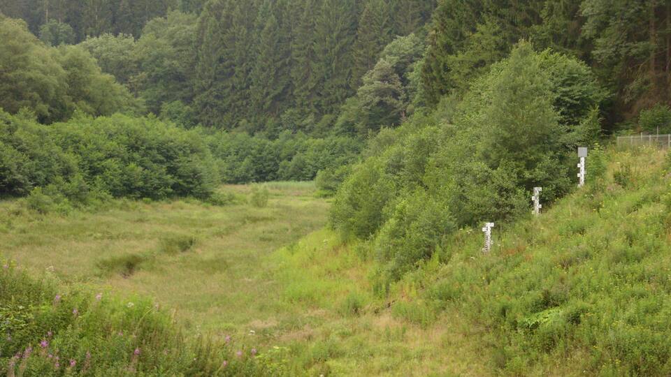 A grassy field with dense forest in the background and a fence on the right.