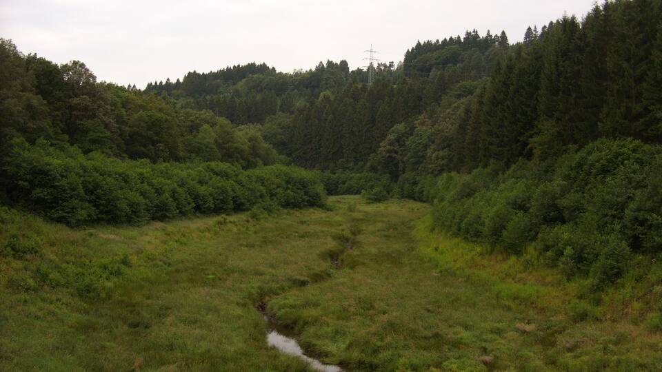 A grassy valley with a small stream and dense forested hills.