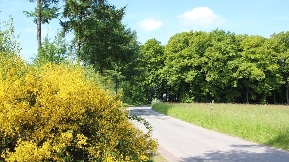 A rural road winding through a forest with yellow flowering bushes and tall green trees.