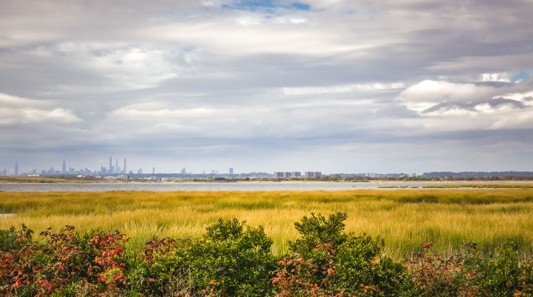 Tall grass field with and bushes over pond with nyc buildings in the background