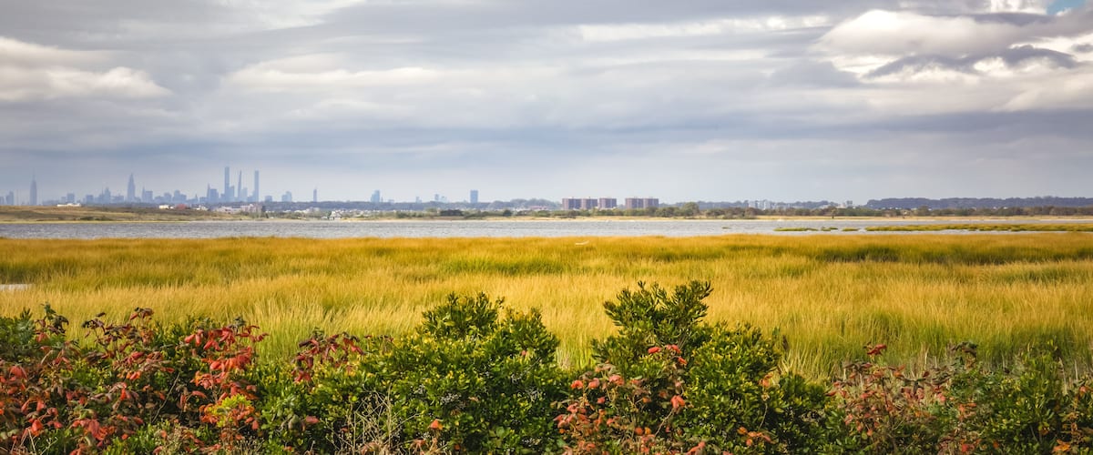 Tall grass field with and bushes over pond with nyc buildings in the background