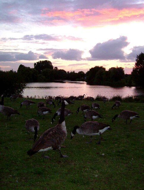 Evening at Mayesbrook Park. This is the view across the Lake in Mayesbrook Park; Upney Southeast of Barking. The photograph was taken looking westward. The ponds are at the southern end of the park. There are many sports fields at the northern end towards the University of East London.