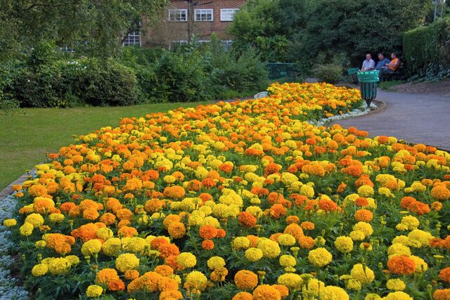 Oranges and Yellows The late evening light brings out the colours of these Marigolds. In the background a group of European labourers enjoy a chat over a beer at the end of a day's work.