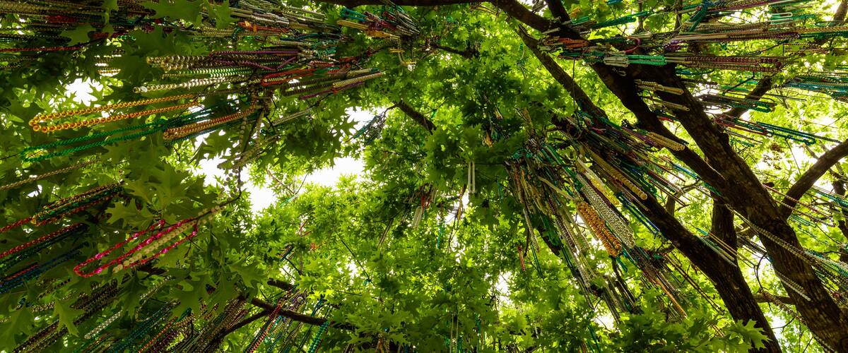 Tulane Mardi Gras Beads