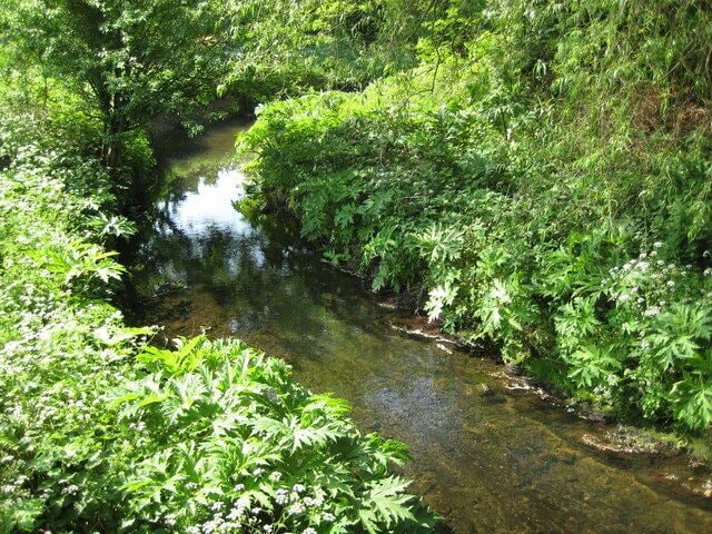 River Pinn near Cowley Viewed looking downstream from near the Robbie Bell Bridge, the Pinn is a tributary of the River Colne. The water here was very clear.