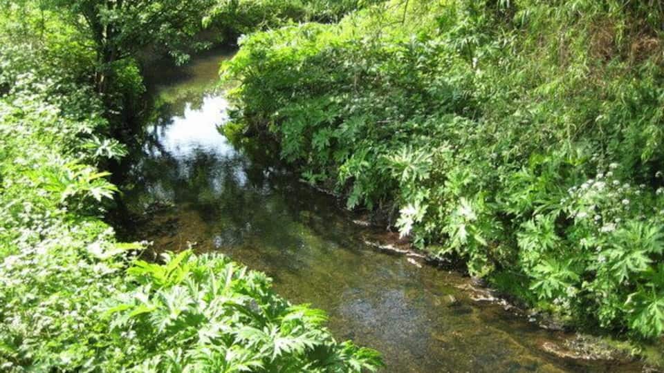 River Pinn near Cowley Viewed looking downstream from near the Robbie Bell Bridge, the Pinn is a tributary of the River Colne. The water here was very clear.