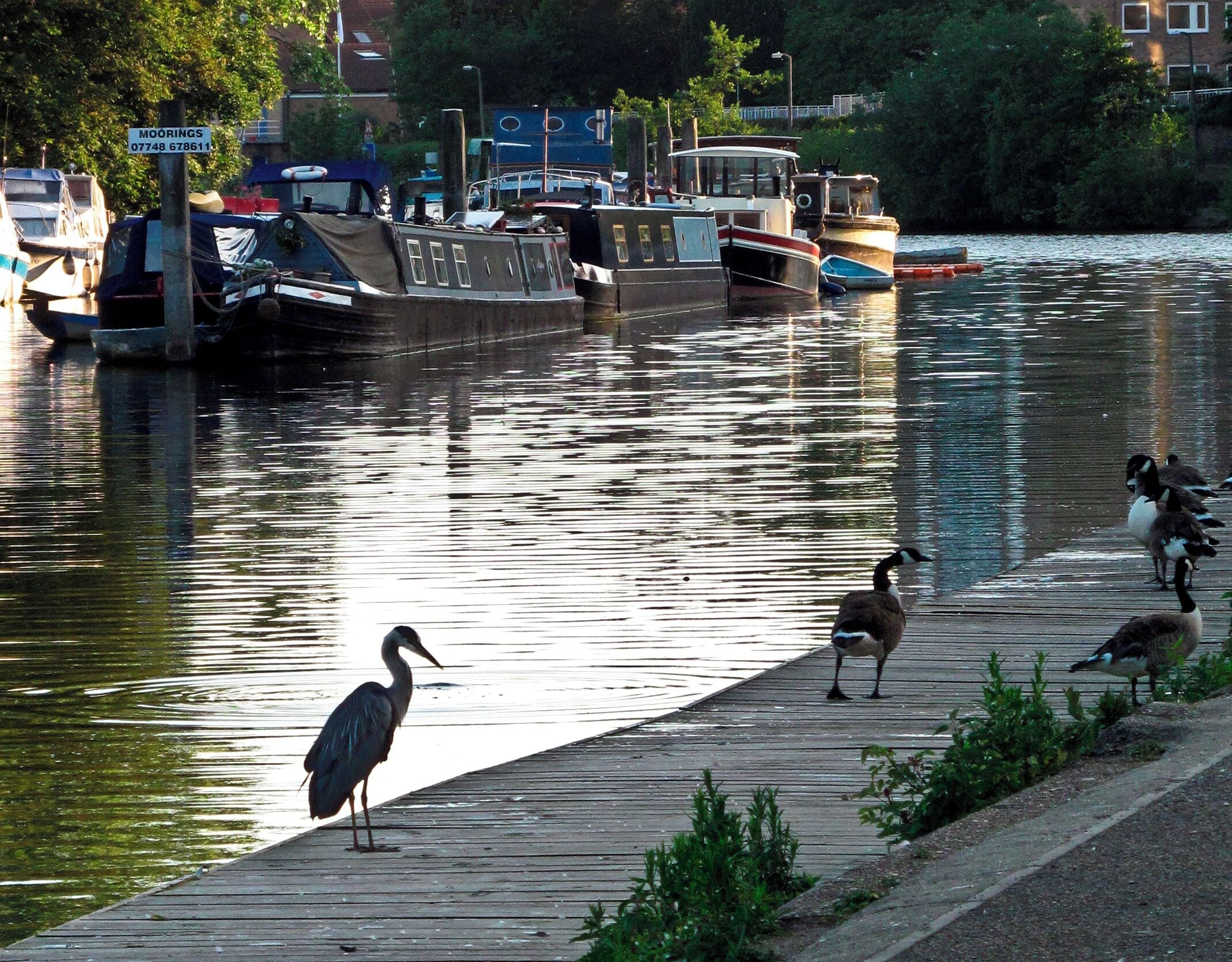 The Thames at Kingston upon Thames. Heron and Canada Geese.