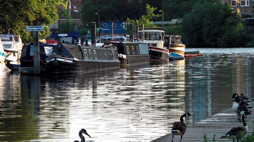 The Thames at Kingston upon Thames. Heron and Canada Geese.
