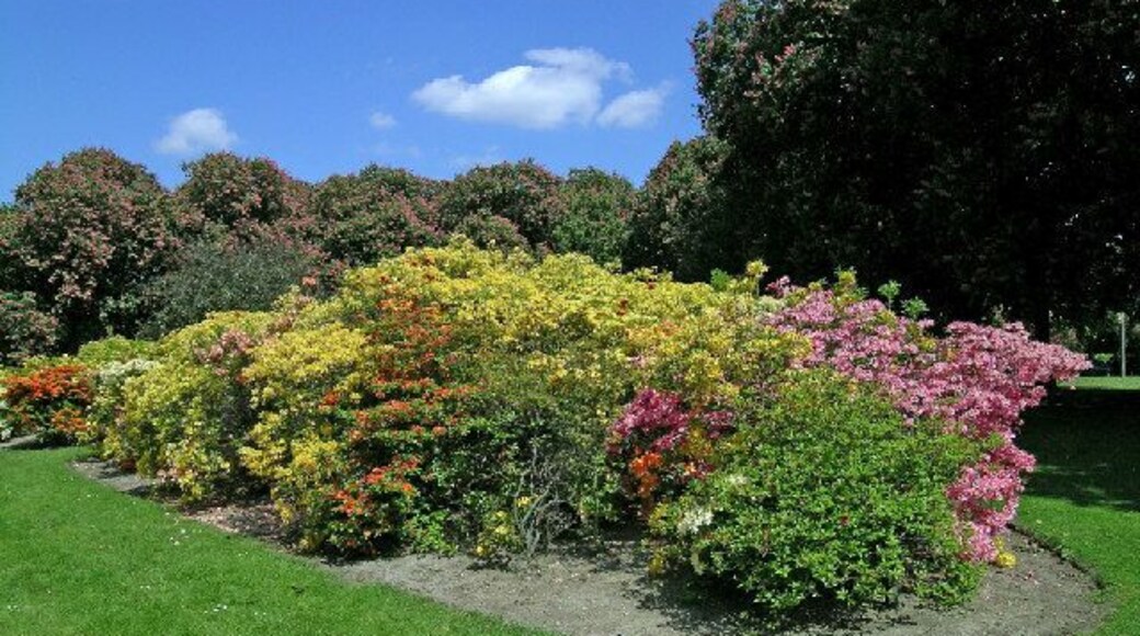 Valentines in its glory. This is one of 20 photos I took May 2005 with my Nikon 5400 digital camera. The smells (and colours) of the flowers are as amazing as they look!