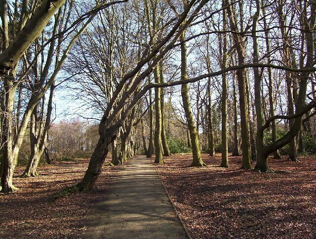 Moat Mount tree lined walk. This paved tree lined walk, goes from the car park steeply up hill to the lake at the top.