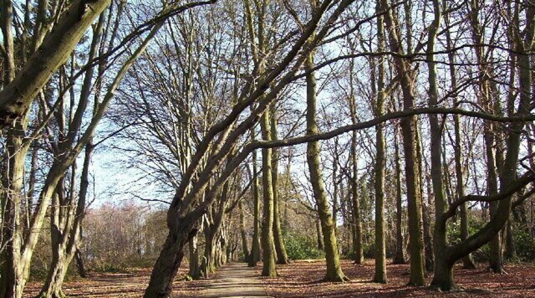 Moat Mount tree lined walk. This paved tree lined walk, goes from the car park steeply up hill to the lake at the top.
