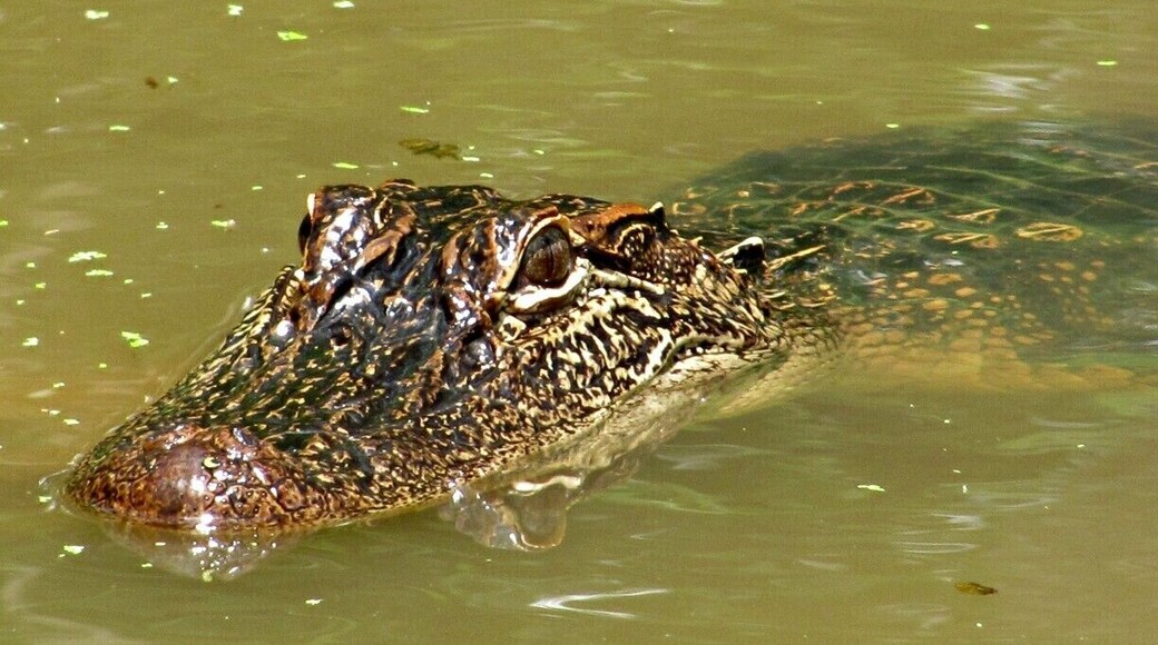 The Cajun Encounters tour took me to the Honey Island Swamp where I saw my first up-close, wild alligator. Not just one, but a whole bunch! Not to mention the turtles and local birds that are a lot different from the birds I'm used to in the north.
Our tour guide, Bishop, was fantastic. He was funny, personal, and knew his stuff. He also managed to attract not just gators but wild pigs as well.
If I go back to New Orleans--no--WHEN I go back, I fully intend on going on this tour again.