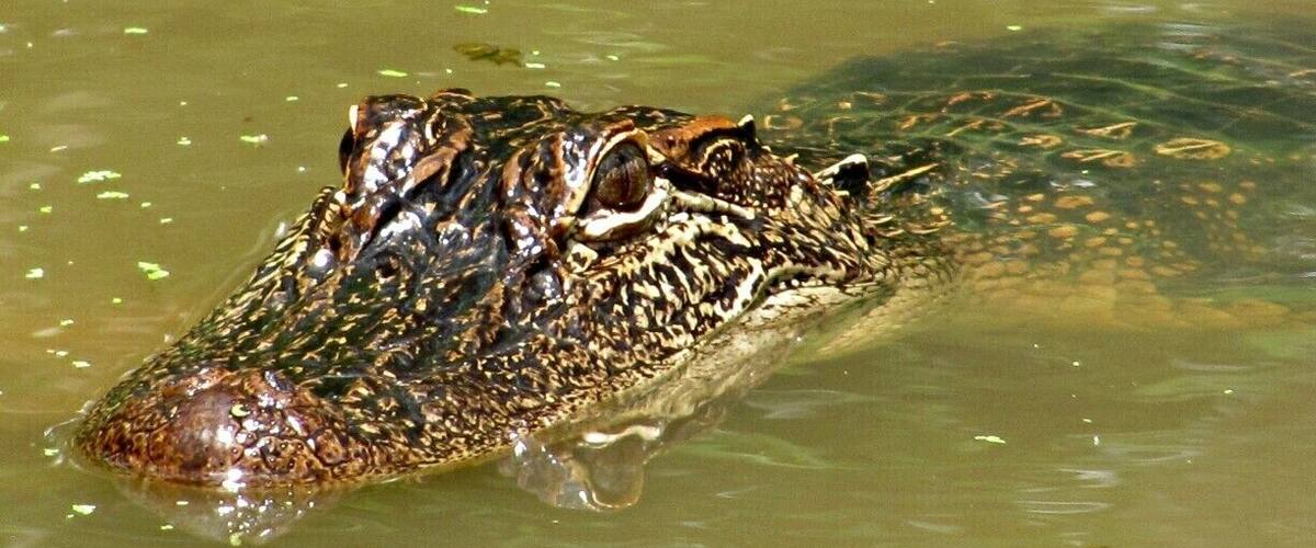 The Cajun Encounters tour took me to the Honey Island Swamp where I saw my first up-close, wild alligator. Not just one, but a whole bunch! Not to mention the turtles and local birds that are a lot different from the birds I'm used to in the north. 
Our tour guide, Bishop, was fantastic. He was funny, personal, and knew his stuff. He also managed to attract not just gators but wild pigs as well. 
If I go back to New Orleans--no--WHEN I go back, I fully intend on going on this tour again.