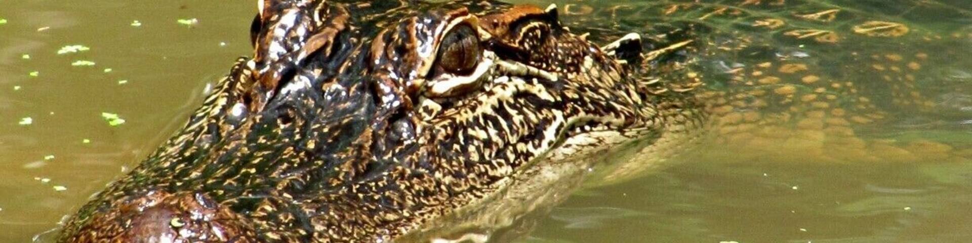 The Cajun Encounters tour took me to the Honey Island Swamp where I saw my first up-close, wild alligator. Not just one, but a whole bunch! Not to mention the turtles and local birds that are a lot different from the birds I'm used to in the north.
Our tour guide, Bishop, was fantastic. He was funny, personal, and knew his stuff. He also managed to attract not just gators but wild pigs as well.
If I go back to New Orleans--no--WHEN I go back, I fully intend on going on this tour again.