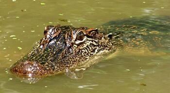 The Cajun Encounters tour took me to the Honey Island Swamp where I saw my first up-close, wild alligator. Not just one, but a whole bunch! Not to mention the turtles and local birds that are a lot different from the birds I'm used to in the north.
Our tour guide, Bishop, was fantastic. He was funny, personal, and knew his stuff. He also managed to attract not just gators but wild pigs as well.
If I go back to New Orleans--no--WHEN I go back, I fully intend on going on this tour again.