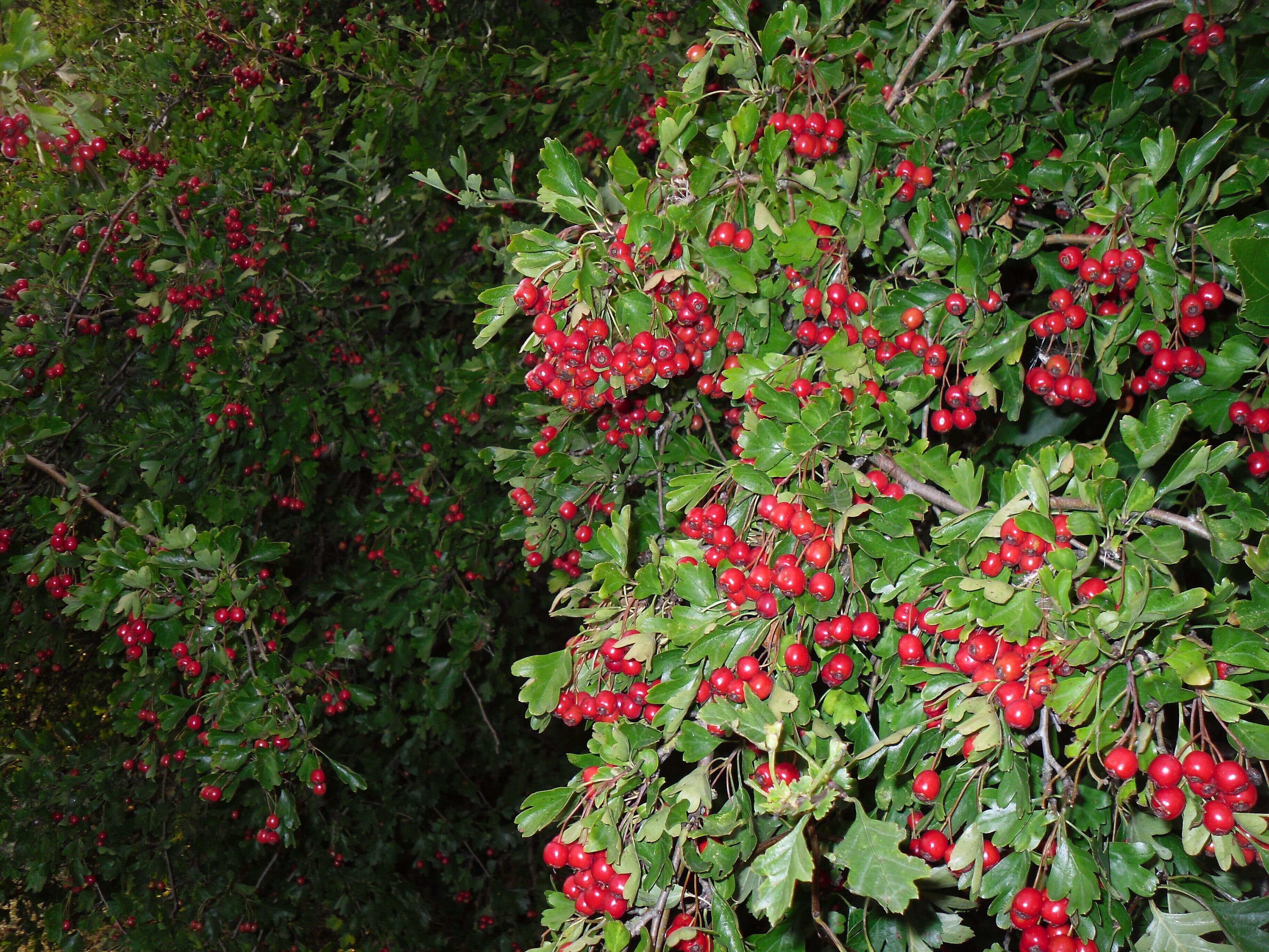 The tree with some red stuff on it