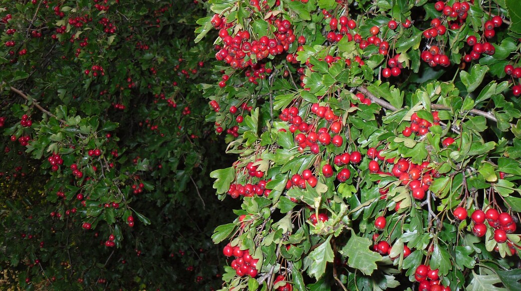 The tree with some red stuff on it