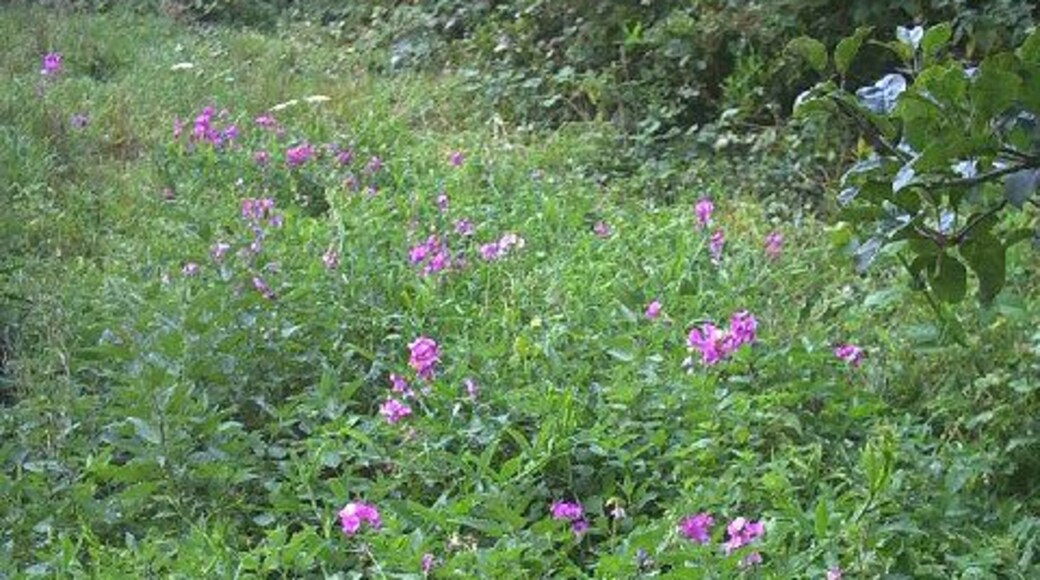 Wild flowers and nettles, Wilderness Island Nature Reserve, Hackbridge. The island is formed by the River Wandle and a railway.