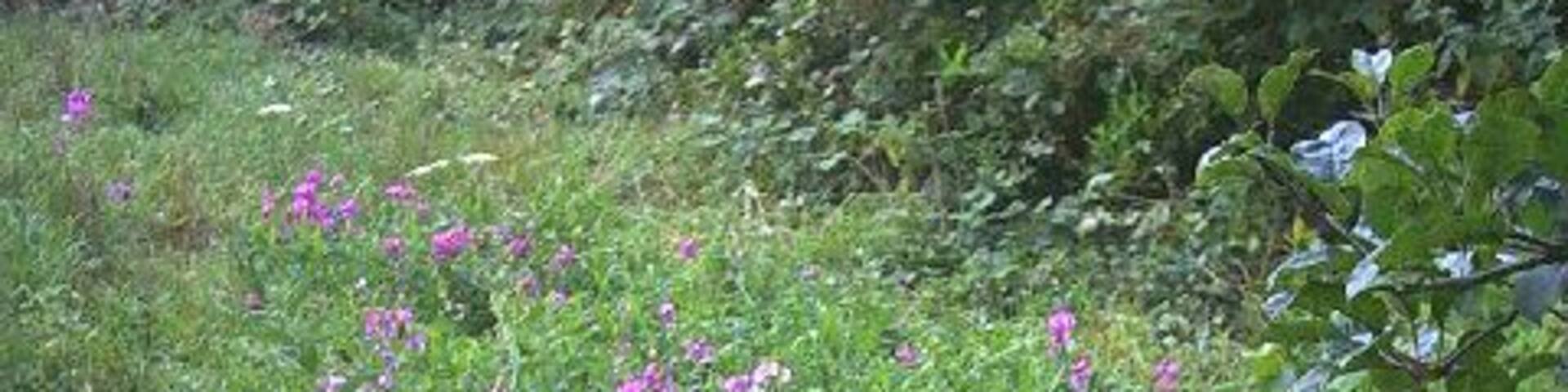Wild flowers and nettles, Wilderness Island Nature Reserve, Hackbridge. The island is formed by the River Wandle and a railway.