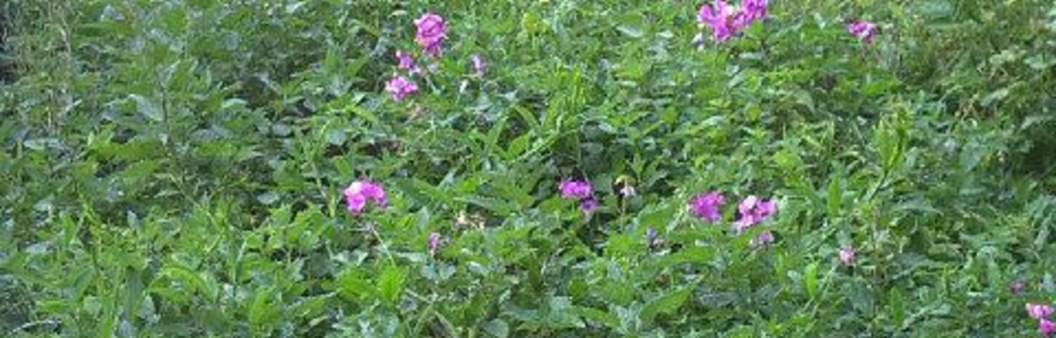 Wild flowers and nettles, Wilderness Island Nature Reserve, Hackbridge. The island is formed by the River Wandle and a railway.