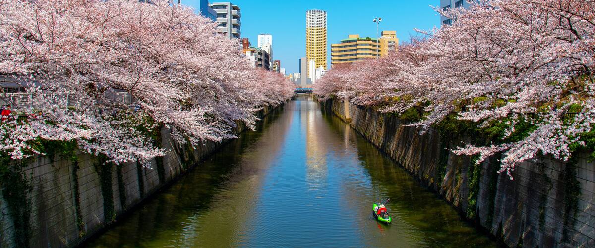 Cherry blossom season in Tokyo at Meguro river, Japan