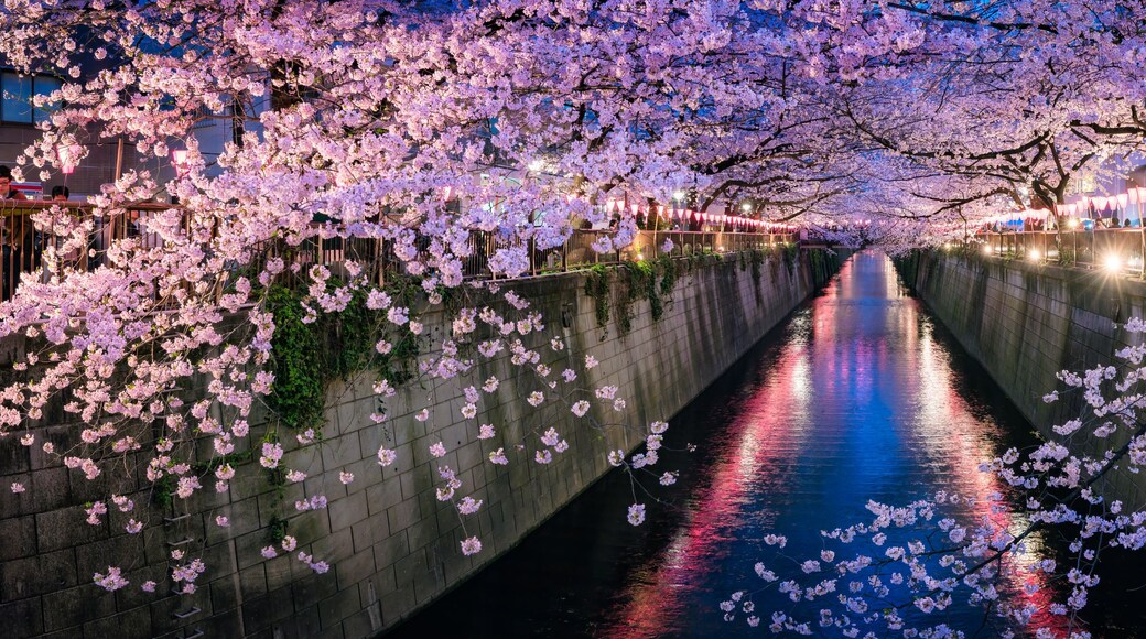 A canal lined with cherry blossoms, a stone wall, and a building with lights in the background.