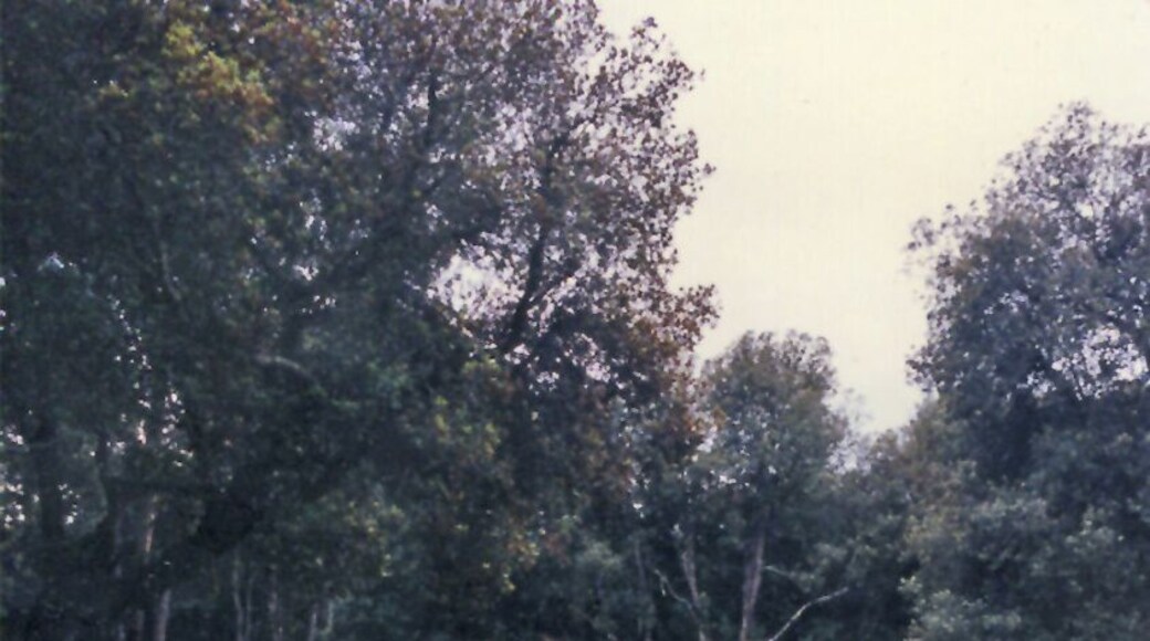 colonnato villa di plinio