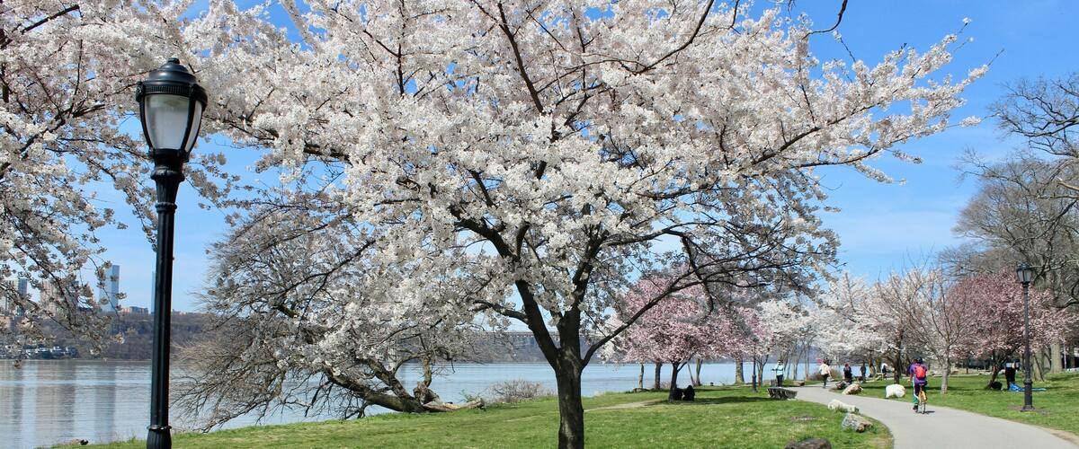 Cherry and plum trees blooming along the Manhattan Waterfront Greenway by the Hudson River in Riverside Park, Harlem, New York City