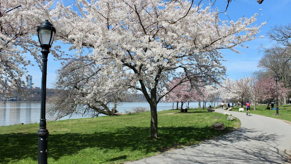 A park with cherry blossoms, a path, and a lamp post.