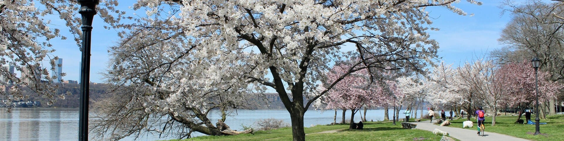 Cherry and plum trees blooming along the Manhattan Waterfront Greenway by the Hudson River in Riverside Park, Harlem, New York City