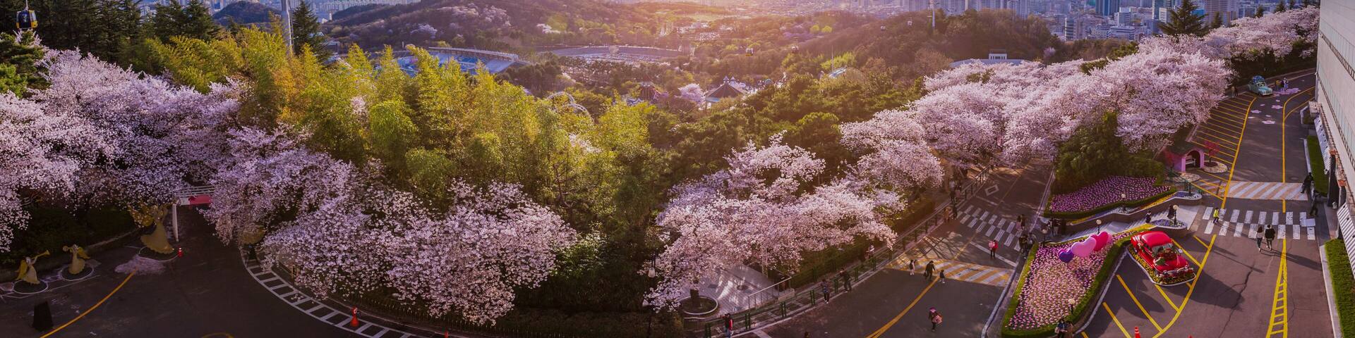 Panorama Cherry blossoms blooming in spring at E-World 83 Tower a popular tourist destination. in Daegu,South Korea.