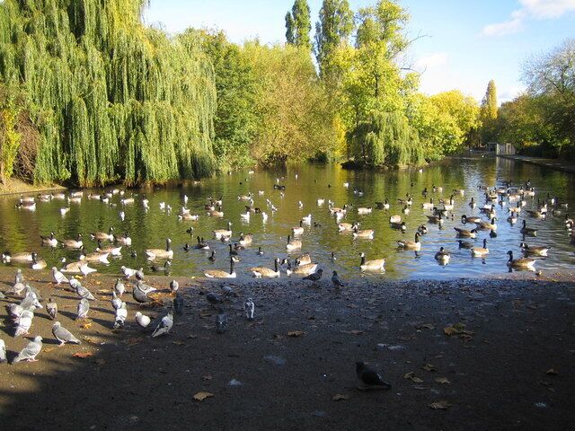 Barking Park: The Lake 1,371 birds cannot be wrong. The west end of The Lake in Barking Park is the place to be.