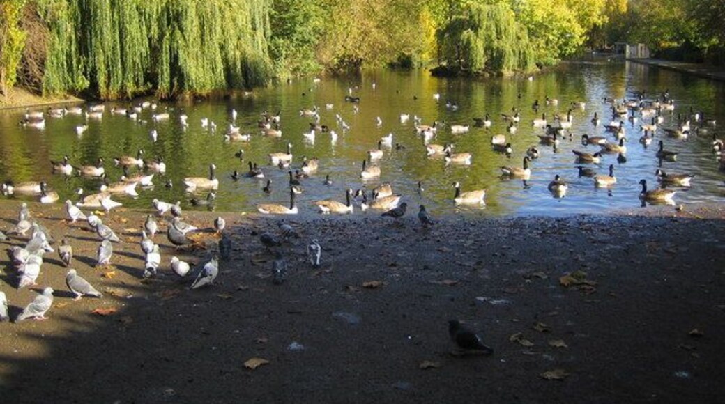 Barking Park: The Lake 1,371 birds cannot be wrong. The west end of The Lake in Barking Park is the place to be.