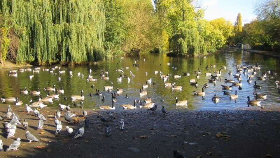Barking Park: The Lake 1,371 birds cannot be wrong. The west end of The Lake in Barking Park is the place to be.