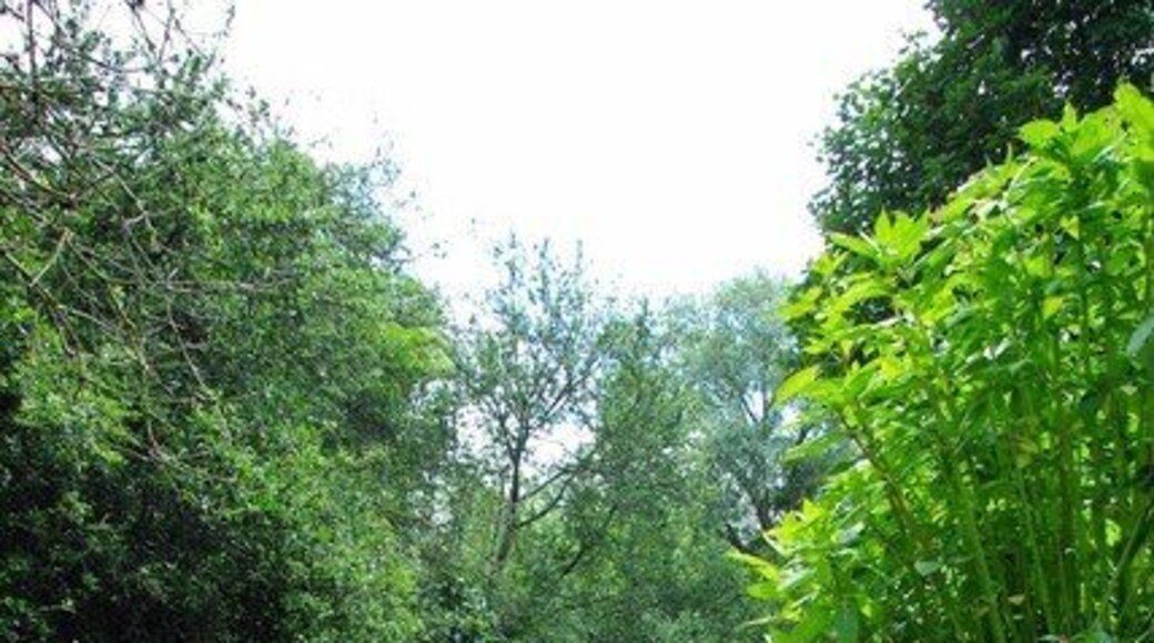 The Beam River. The Beam River is created by the confluence of the Rom and the Ravensbourne within 1362986 nature reserve. To learn more about this London Wildlife Trust Reserve see http://www.wildlondon.org.uk/Naturereserves/TheChase/tabid/142/Default.aspx This shot was taken looking downstream.