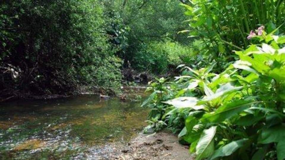 The Beam River. The Beam River is created by the confluence of the Rom and the Ravensbourne within 1362986 nature reserve. To learn more about this London Wildlife Trust Reserve see http://www.wildlondon.org.uk/Naturereserves/TheChase/tabid/142/Default.aspx This shot was taken looking downstream.